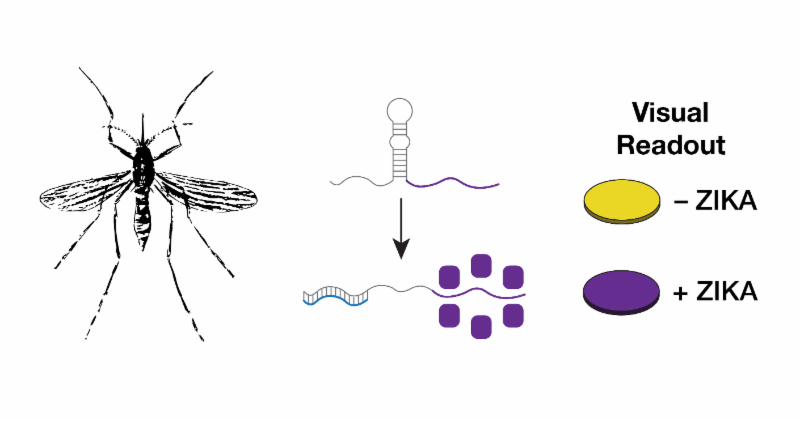 Zika toehold switches